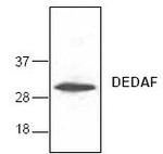 RYBP Antibody in Western Blot (WB)