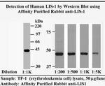 LIS1 Antibody in Western Blot (WB)