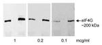 eIF4G Antibody in Western Blot (WB)