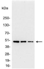 AU1 Tag Polyclonal Antibody