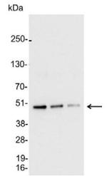 AU5 Tag Polyclonal Antibody