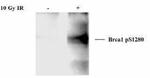 Phospho-BRCA1 (Ser1280) Antibody in Western Blot (WB)