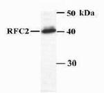 RFC2 Antibody in Western Blot (WB)