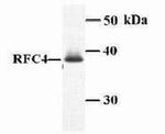 RFC4 Antibody in Western Blot (WB)