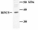 RFC5 Antibody in Western Blot (WB)