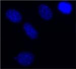 PES1 Antibody in Immunocytochemistry (ICC/IF)