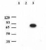 PES1 Antibody in Western Blot (WB)