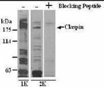 Claspin Antibody in Western Blot (WB)