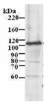 MCM3 Antibody in Western Blot (WB)