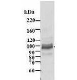 MCM4 Antibody in Western Blot (WB)