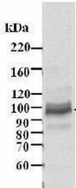 MCM4 Antibody in Western Blot (WB)