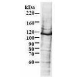 MCM6 Antibody in Western Blot (WB)
