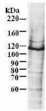 MCM6 Antibody in Western Blot (WB)