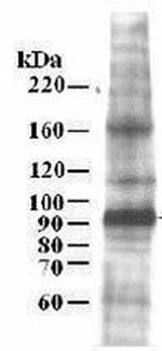MCM7 Antibody in Western Blot (WB)