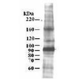 MCM7 Antibody in Western Blot (WB)
