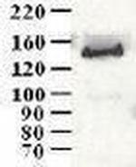 CCAR1 Antibody in Western Blot (WB)