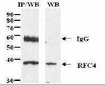 RFC4 Antibody in Immunoprecipitation (IP)
