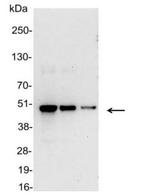 VSV-G Tag Antibody in Western Blot (WB)