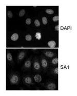 SA1 Antibody in Immunocytochemistry (ICC/IF)