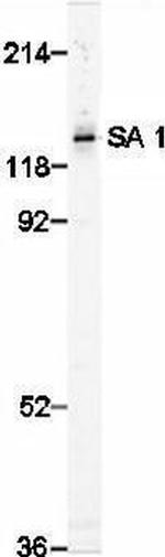 SA1 Antibody in Western Blot (WB)