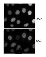 SA2 Antibody in Immunocytochemistry (ICC/IF)