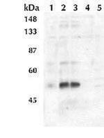 Phospho-MEK1/MEK2 (Ser221) Antibody in Western Blot (WB)