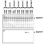 ATG8 Polyclonal Antibody