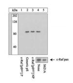 Phospho-c-Raf (Ser621) Antibody in Western Blot (WB)