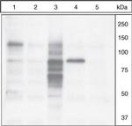 Phospho-Cortactin (Tyr421) Antibody in Western Blot (WB)