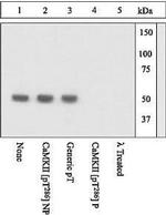 Phospho-CaMKII alpha (Thr286) Antibody in Western Blot (WB)