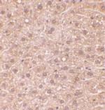RYBP Antibody in Immunohistochemistry (IHC)
