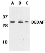 RYBP Antibody in Western Blot (WB)