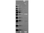 Catalase Polyclonal Antibody, HRP