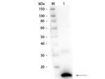 RNase1 Antibody in Western Blot (WB)
