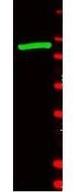 beta Galactosidase Antibody in Western Blot (WB)