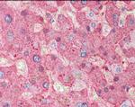 Fibrinogen Antibody in Immunohistochemistry (Paraffin) (IHC (P))