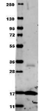 TNF alpha Antibody in Western Blot (WB)