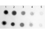 Cyanine Polyclonal Antibody, AP