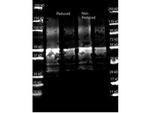 Protein A Antibody in Western Blot (WB)
