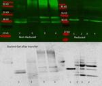 Aldolase A Antibody in Western Blot (WB)