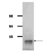 Aldolase A Antibody in Western Blot (WB)