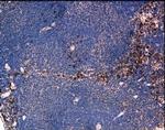 CCR2 Antibody in Immunohistochemistry (Paraffin) (IHC (P))