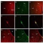 Nociceptin Antibody in Immunocytochemistry (ICC/IF)