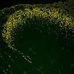 Endomorphin 1,2 Antibody in Immunohistochemistry (Frozen) (IHC (F))