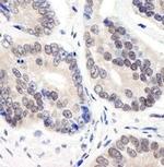 COPS3 Antibody in Immunohistochemistry (Paraffin) (IHC (P))