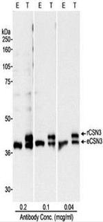 COPS3 Antibody in Western Blot (WB)