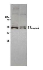 Aurora A Antibody in Western Blot (WB)