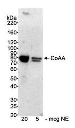 CoAA Antibody in Western Blot (WB)