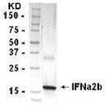 Interferon alpha-2b Antibody in Western Blot (WB)