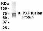 PEX19 Antibody in Western Blot (WB)